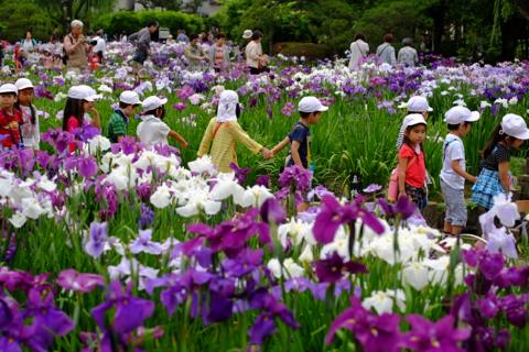 ご近所情報【堀切菖蒲園】