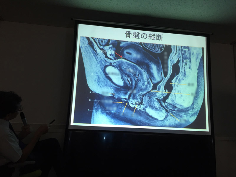 発生・形態学講座に行ってきました！＜泌尿・生殖器の構成・発生・進化、体腔の発生と進化＞