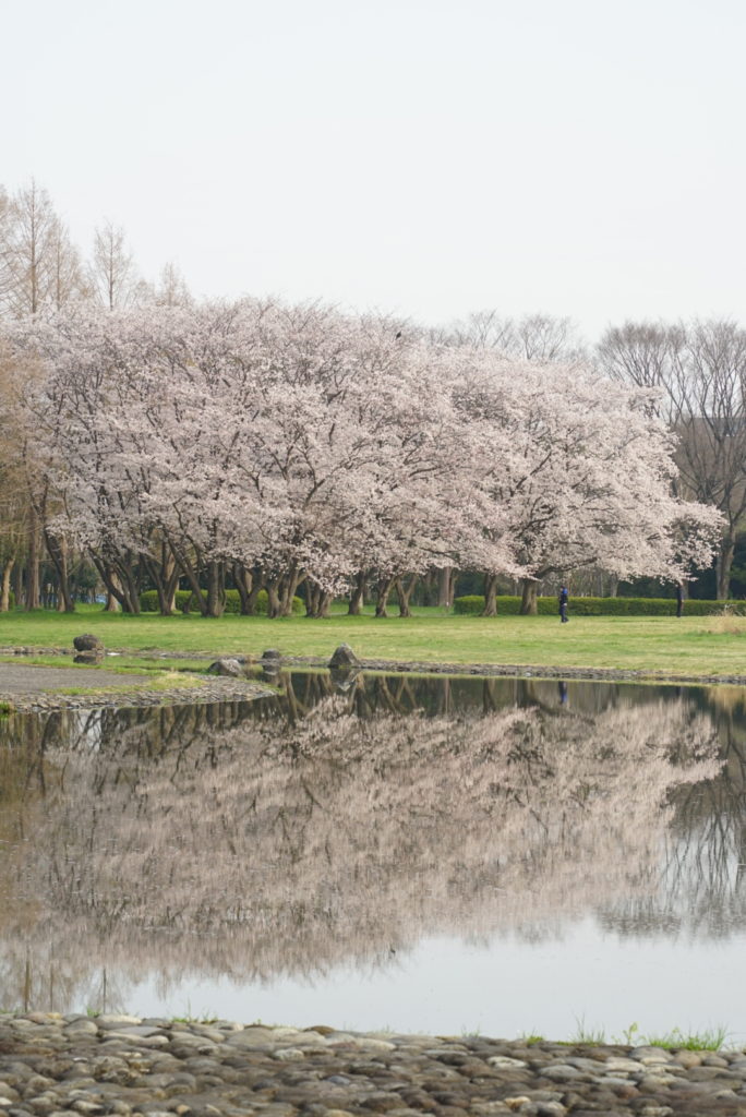 葛飾・水元公園のさくら、満開です! 葛飾・水元公園のさくら、満開です!
